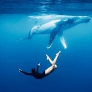 A swimmer floats underwater near a large humpback whale in clear blue ocean, capturing the breathtaking moment celebrated at the Ocean Film Festival.
