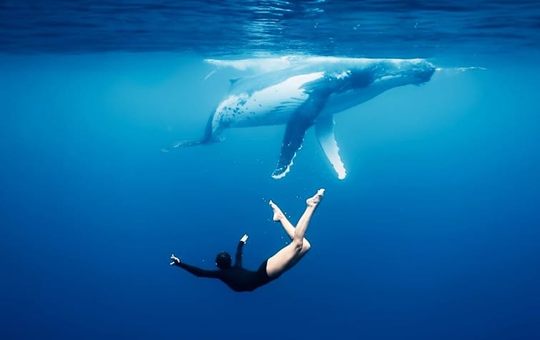 A swimmer floats underwater near a large humpback whale in clear blue ocean, capturing the breathtaking moment celebrated at the Ocean Film Festival.
