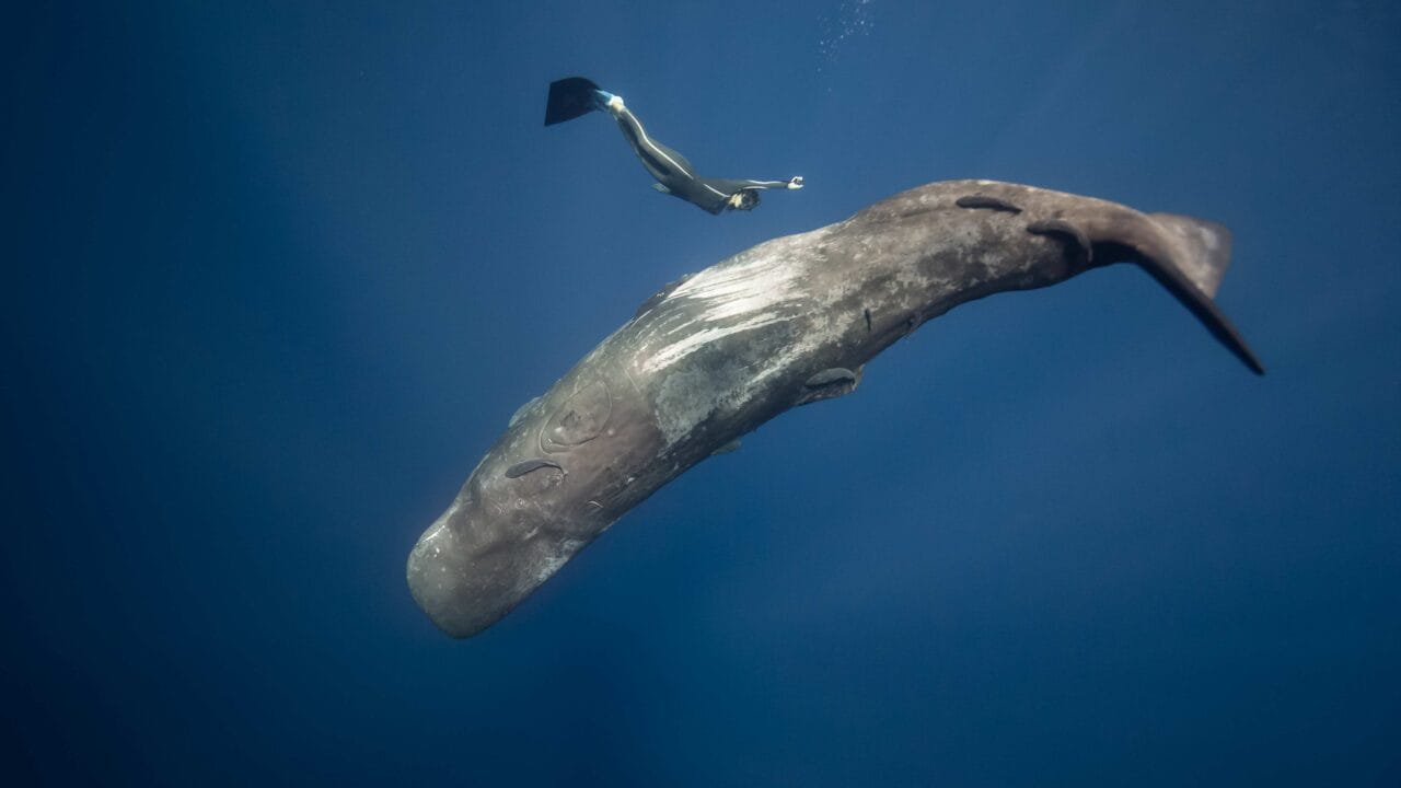 A diver swims alongside a large sperm whale in deep blue ocean waters.