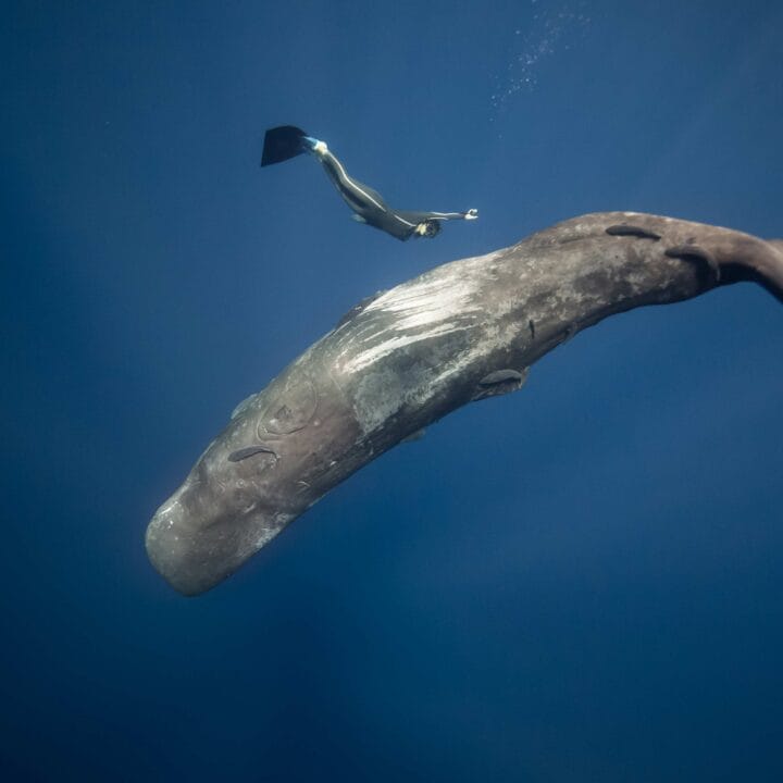 A diver swims alongside a large sperm whale in deep blue ocean waters.