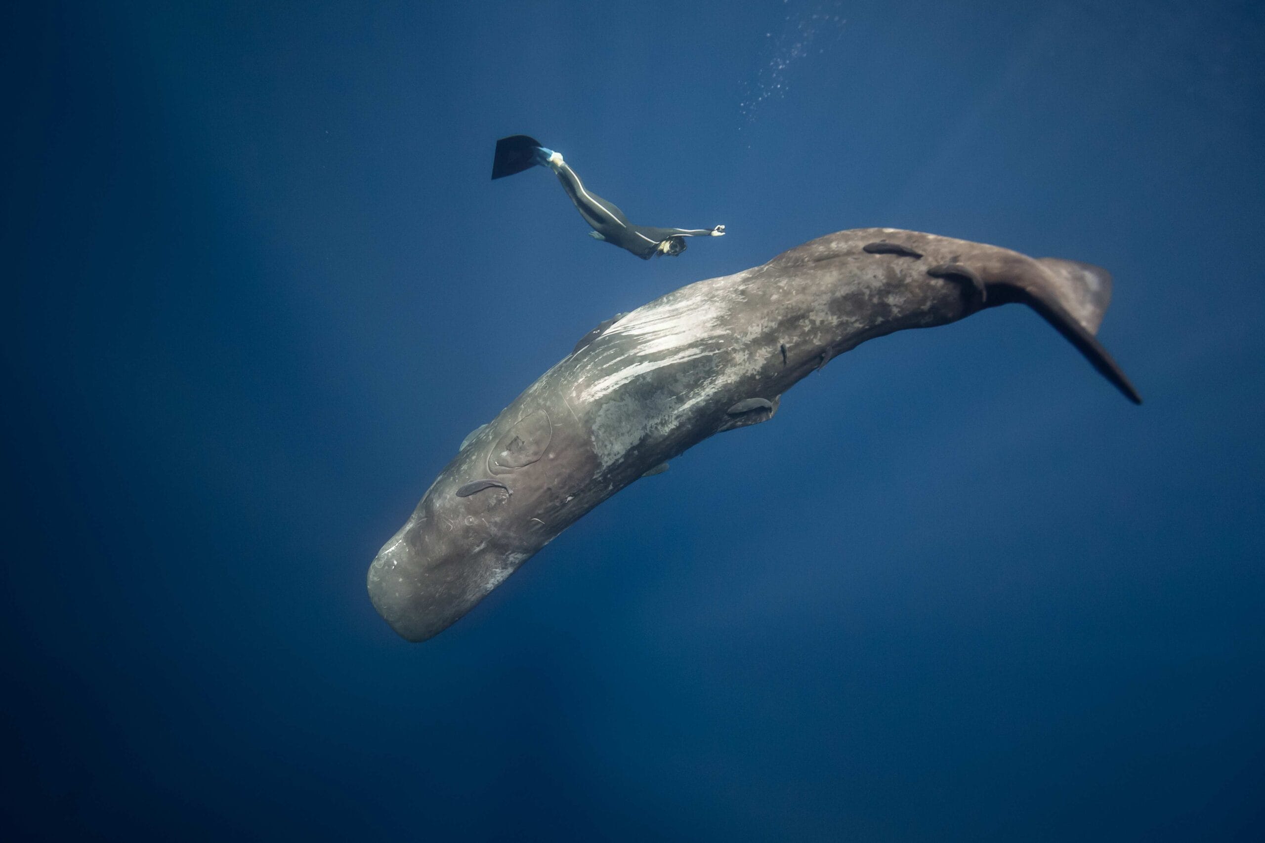 A diver swims alongside a large sperm whale in deep blue ocean waters.