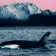 An orca swims near the surface of the ocean with snow-covered mountains in the background under a pink sky, capturing the breathtaking beauty showcased at the Ocean Film Festival.