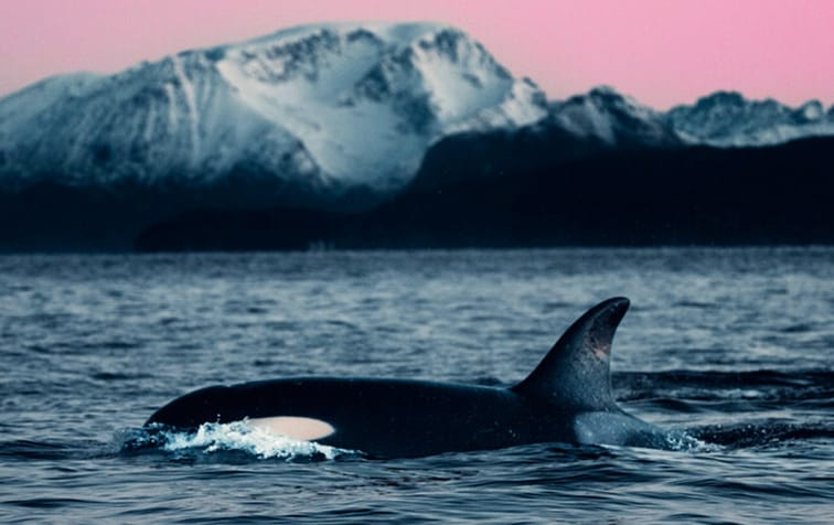 An orca swims near the surface of the ocean with snow-covered mountains in the background under a pink sky, capturing the breathtaking beauty showcased at the Ocean Film Festival.