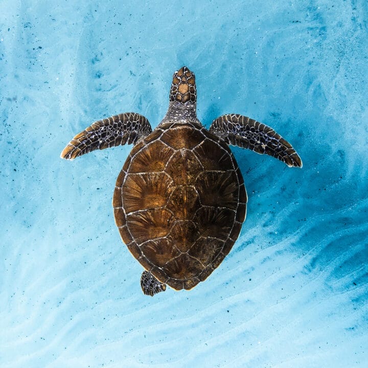 a sea turtle swims in beautiful blue water