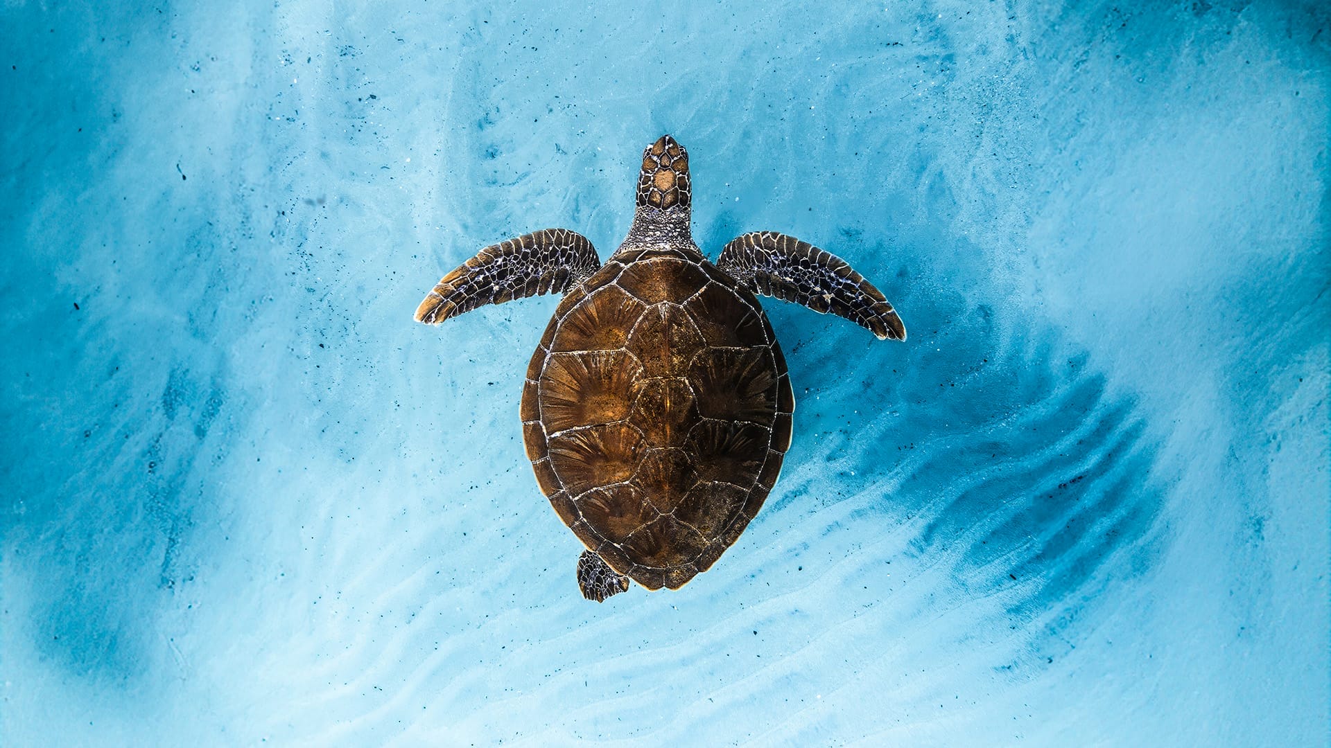 a sea turtle swims in beautiful blue water